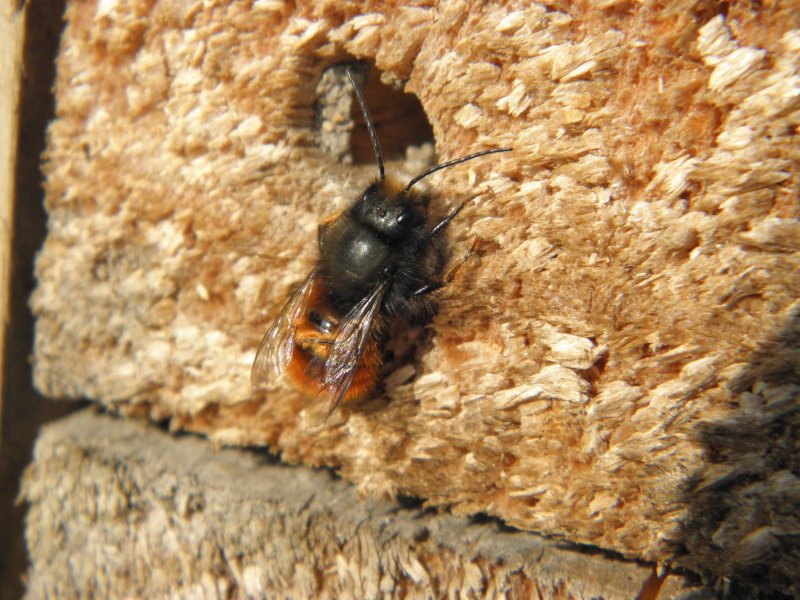 Osmie abeille solitaire posée au printemps sur l'hôtel à insecte.Pascal Mathias